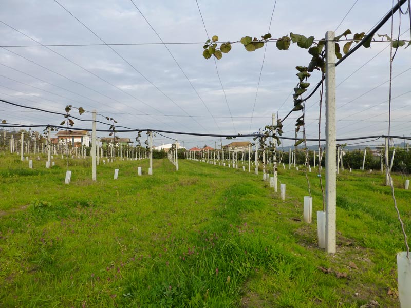 Planting Kiwis with Concrete Poles / Mainstay Previcon